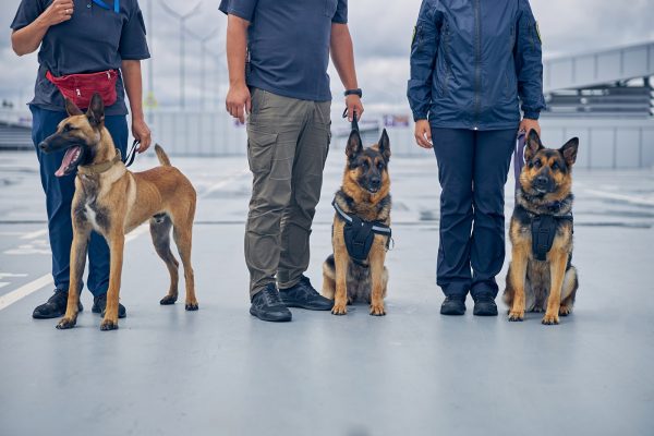 Close up of airport security workers with two German Shepherd dogs and Malinois dog